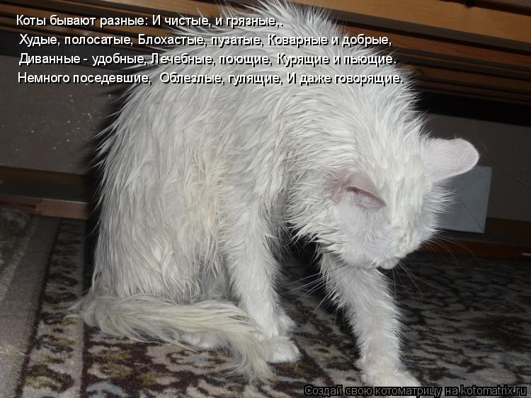 Коты бывают разные: И чистые, и грязные,. Худые, полосатые, Блохастые, пузатые, Коварные и добрые, ... Котоматрица: Коты бывают разные: И чистые, и грязные,. Худые, полосатые, Блохастые, пузатые, Коварные и добрые, Диванные - удобные, Лечебные, поющие, Курящ