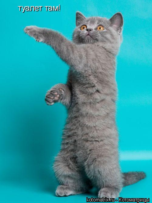 туалет там!... Котоматрица: туалет там!