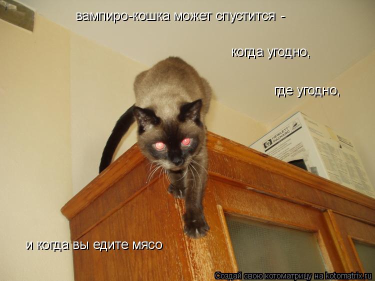 вампиро-кошка может спустится когда угодно, где угодно, - и когда вы едите мясо... Котоматрица: вампиро-кошка может спустится когда угодно, где угодно, - и когда вы едите мясо
