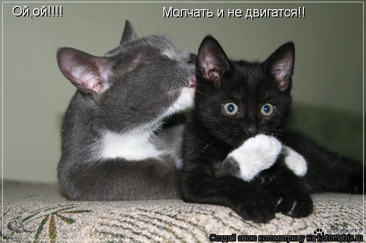 Ой,ой!!!! Молчать и не двигатся!!... Котоматрица: Ой,ой!!!! Молчать и не двигатся!!