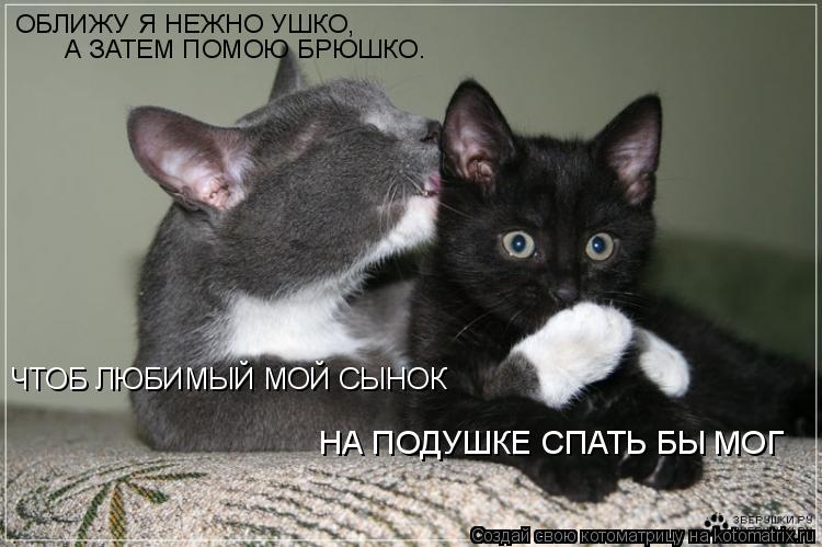 ОБЛИЖУ Я НЕЖНО УШКО, А ЗАТЕМ ПОМОЮ БРЮШКО. ЧТОБ ЛЮБИМЫЙ МОЙ СЫНОК НА ПОДУШКЕ СПАТЬ БЫ МОГ... Котоматрица: ОБЛИЖУ Я НЕЖНО УШКО, А ЗАТЕМ ПОМОЮ БРЮШКО. ЧТОБ ЛЮБИМЫЙ МОЙ СЫНОК НА ПОДУШКЕ СПАТЬ БЫ МОГ