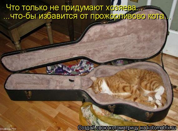 Что только не придумают хозяева... ...что-бы избавится от прожорливово кота...... Котоматрица: Что только не придумают хозяева... ...что-бы избавится от прожорливово кота...