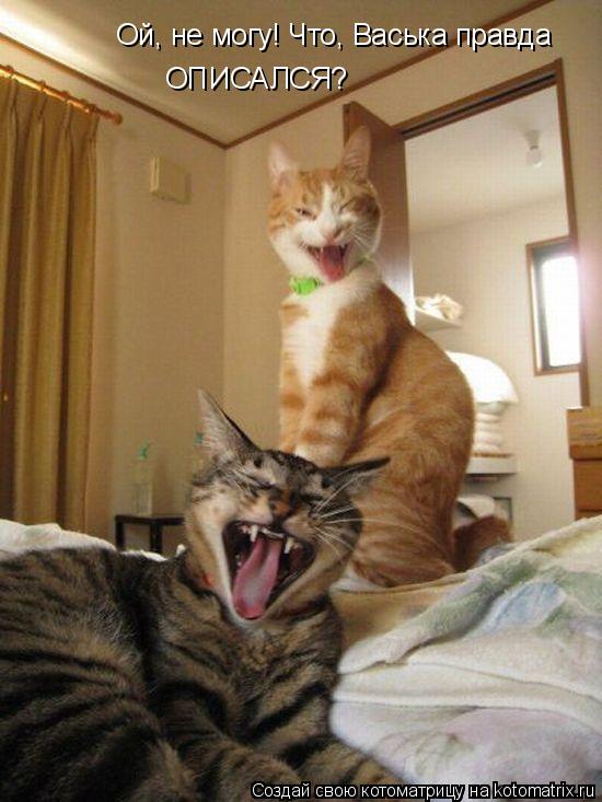 Ой, не могу! Что, Васька правда Ой, не могу! Что, Васька правда Ой, не могу! Что, Васька правда ОПИСА... Котоматрица: Ой, не могу! Что, Васька правда Ой, не могу! Что, Васька правда Ой, не могу! Что, Васька правда ОПИСАЛСЯ?