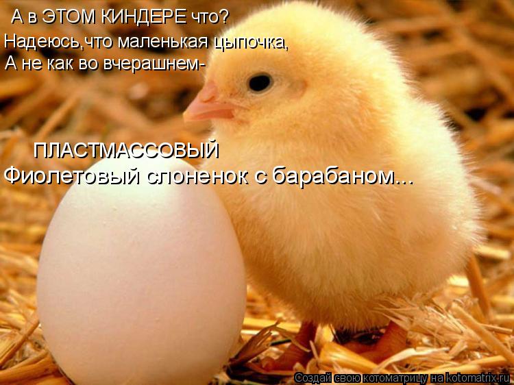 Надеюсь,что маленькая цыпочка, А не как во вчерашнем- Фиолетовый слоненок с барабаном... ПЛАСТМАССОВЫ... Котоматрица: Надеюсь,что маленькая цыпочка, А не как во вчерашнем- Фиолетовый слоненок с барабаном... ПЛАСТМАССОВЫЙ А в ЭТОМ КИНДЕРЕ что?