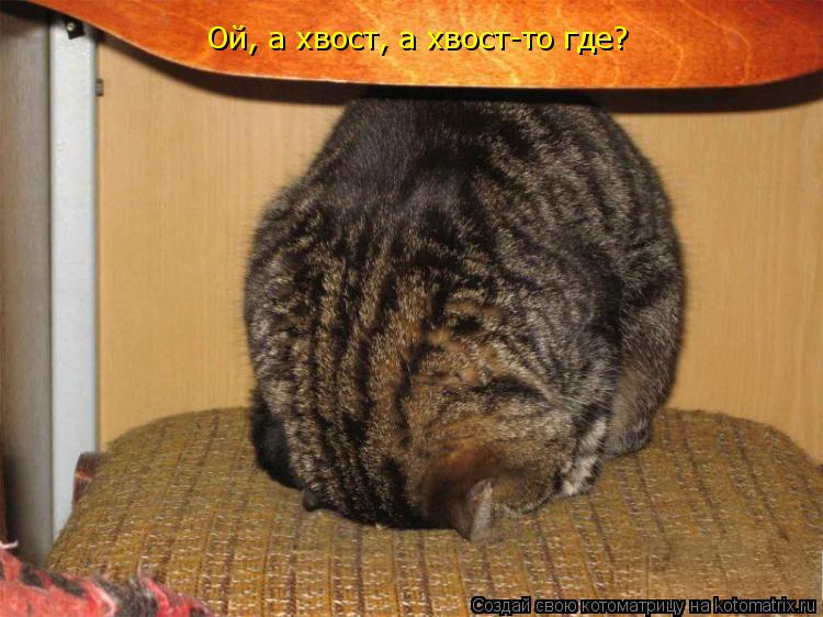 Ой, а хвост, а хвост-то где?... Котоматрица: Ой, а хвост, а хвост-то где?