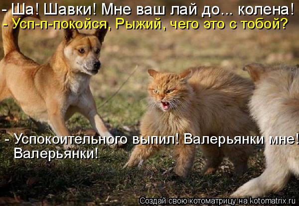 - Ша! Шавки! Мне ваш лай до... колена! - Усп-п-покойся, Рыжий, чего это с тобой? - Успокоительного вы... Котоматрица: - Ша! Шавки! Мне ваш лай до... колена! - Усп-п-покойся, Рыжий, чего это с тобой? - Успокоительного выпил! Валерьянки мне! Валерьянки!