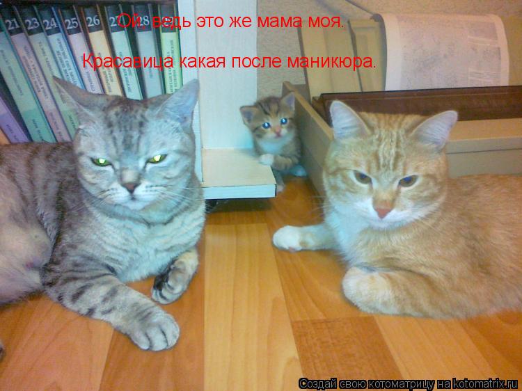 Ой, ведь это же мама моя. Красавица какая после маникюра.... Котоматрица: Ой, ведь это же мама моя. Красавица какая после маникюра.