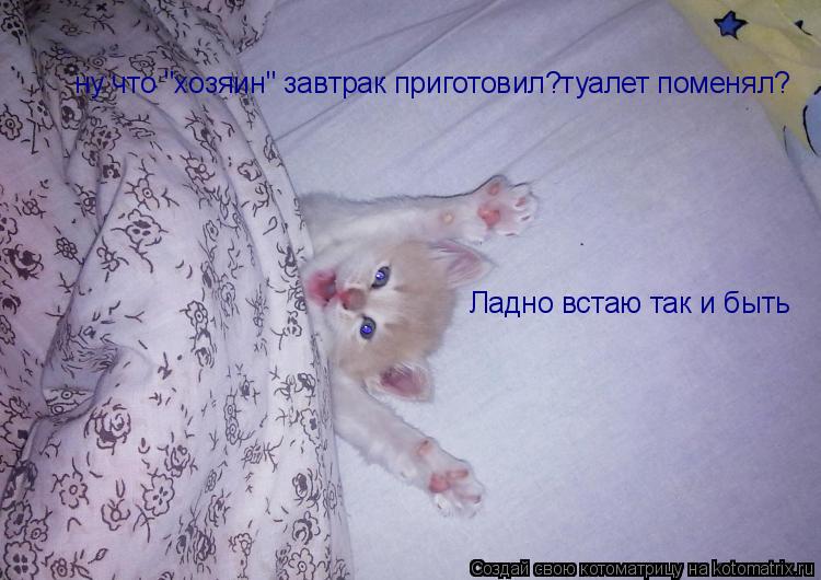 ну что "хозяин" завтрак приготовил?туалет поменял? Ладно встаю так и быть... Котоматрица: ну что "хозяин" завтрак приготовил?туалет поменял? Ладно встаю так и быть