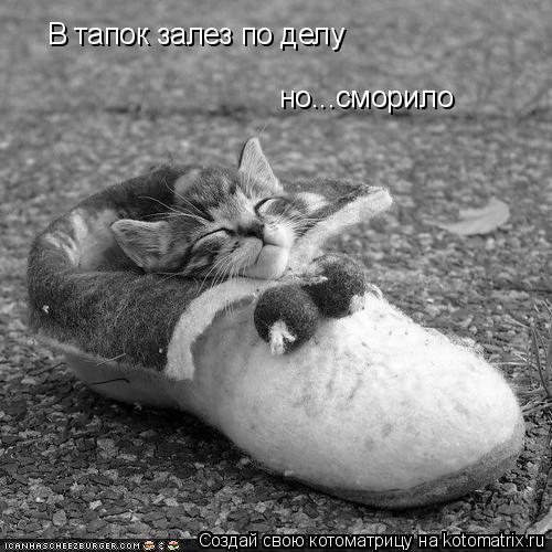 В тапок залез по делу но...сморило... Котоматрица: В тапок залез по делу но...сморило