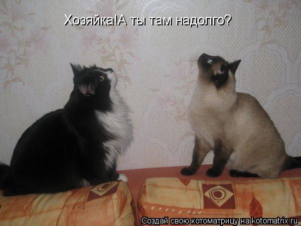 Хозяйка!А ты там надолго?... Котоматрица: Хозяйка!А ты там надолго?
