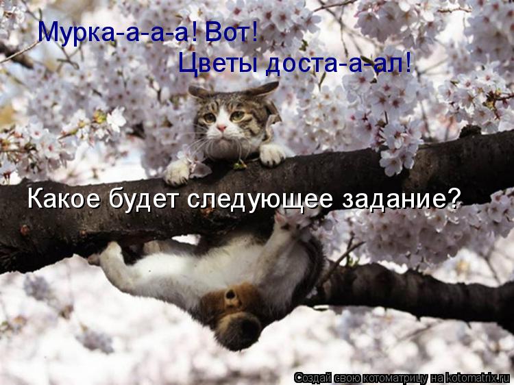Мурка-а-а-а! Вот! Цветы доста-а-ал! Какое будет следующее задание?... Котоматрица: Мурка-а-а-а! Вот! Цветы доста-а-ал! Какое будет следующее задание?