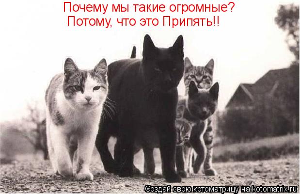 Почему мы такие огромные? Потому, что это Припять!!... Котоматрица: Почему мы такие огромные? Потому, что это Припять!!