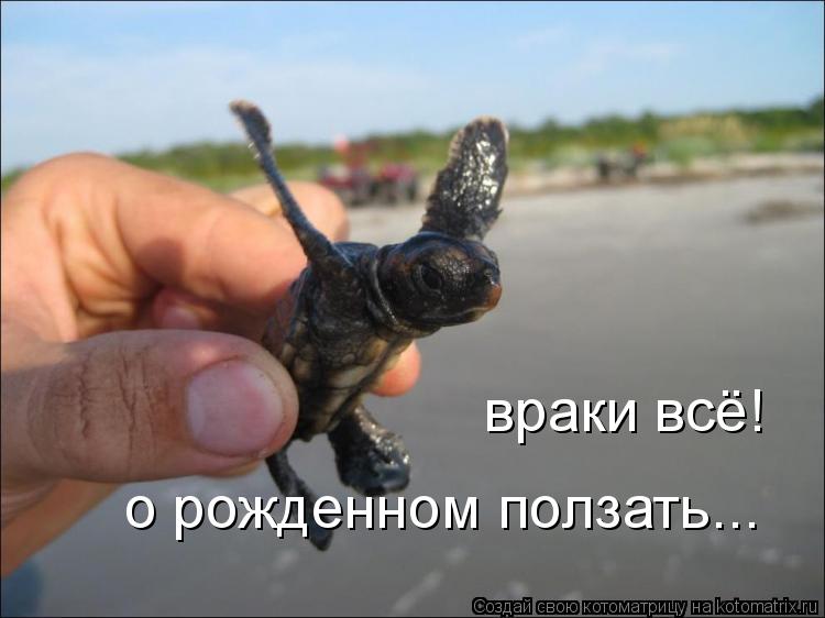 враки всё! о рожденном ползать...... Котоматрица: враки всё! о рожденном ползать...