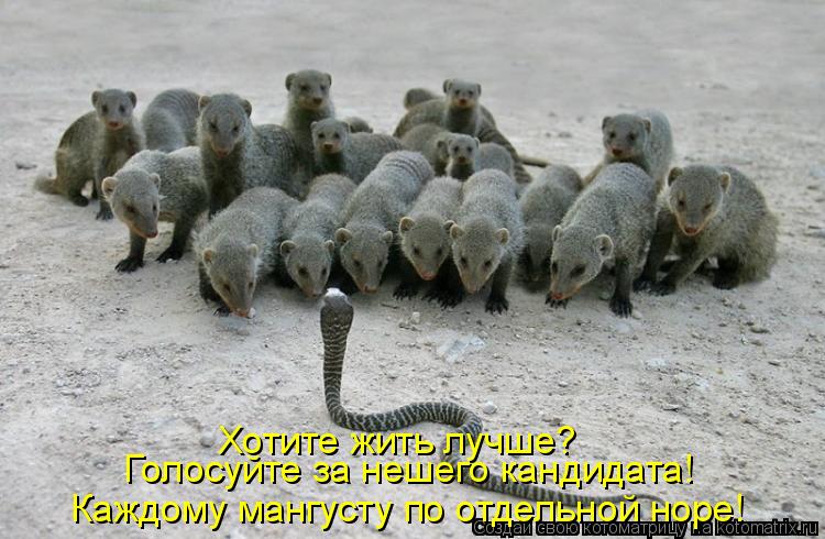 Голосуйте за нешего кандидата! Каждому мангусту по отдельной норе! Хотите жить лучше?... Котоматрица: Голосуйте за нешего кандидата! Каждому мангусту по отдельной норе! Хотите жить лучше?