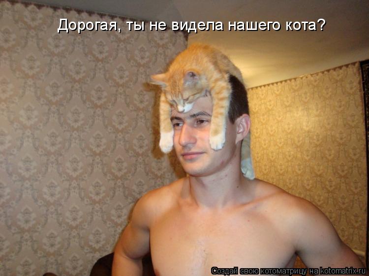 Котоматрица: Дорогая, ты не видела нашего кота?
