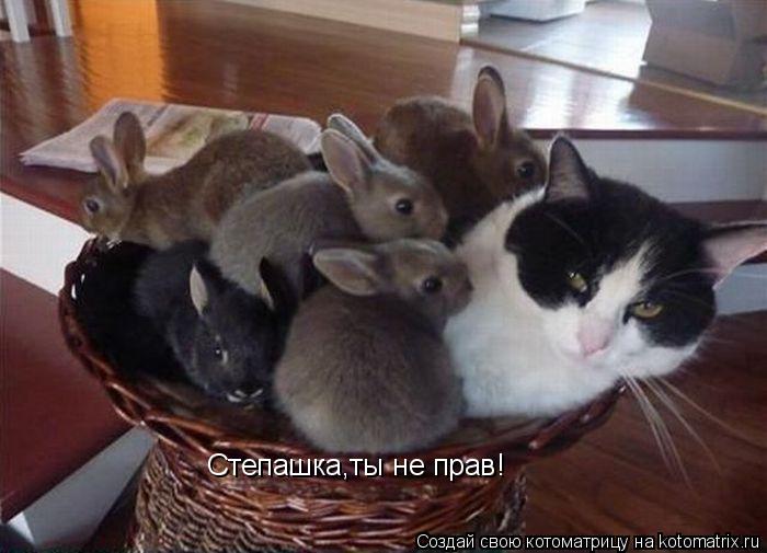 Степашка,ты не прав!... Котоматрица: Степашка,ты не прав!