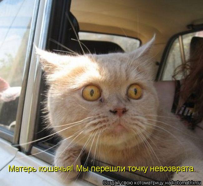 Матерь кошачья! Мы перешли точку невозврата.... Котоматрица: Матерь кошачья! Мы перешли точку невозврата.