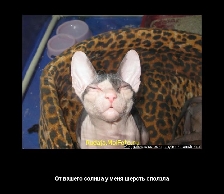 Котоматрица: хи-хи От вашего солнца у меня шерсть сползла