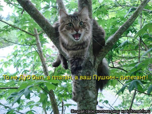 То не Дуб был, а платан, а ваш Пушкин - дилетант!... Котоматрица: То не Дуб был, а платан, а ваш Пушкин - дилетант!