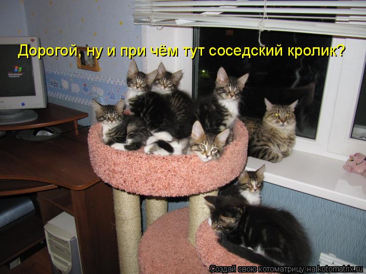 Дорогой, ну и при чём тут соседский кролик?... Котоматрица: Дорогой, ну и при чём тут соседский кролик?