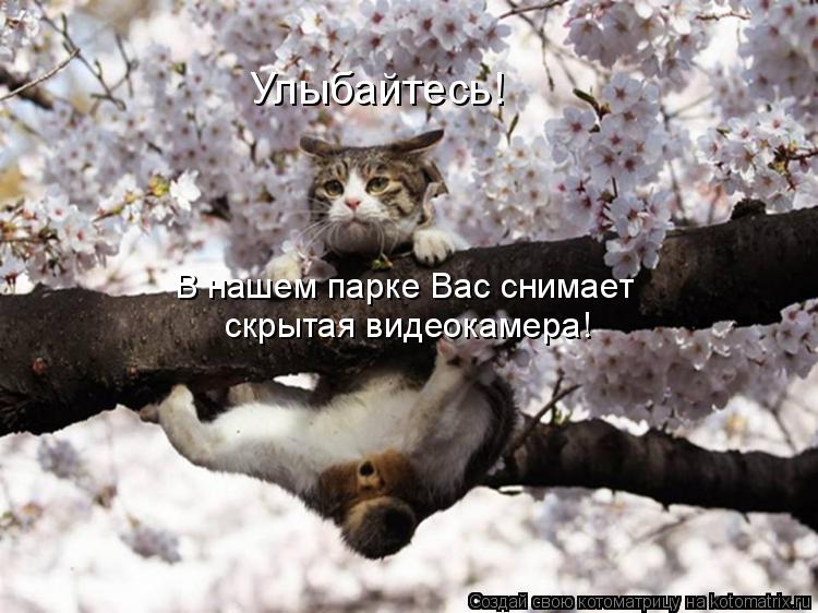 Улыбайтесь! В нашем парке Вас снимает скрытая видеокамера!... Котоматрица: Улыбайтесь! В нашем парке Вас снимает скрытая видеокамера!