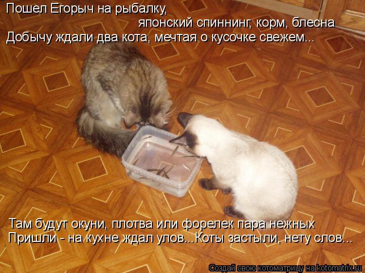 Пошел Егорыч на рыбалку, японский спиннинг, корм, блесна Добычу ждали два кота, мечтая о кусочке св... Котоматрица: Пошел Егорыч на рыбалку, японский спиннинг, корм, блесна Добычу ждали два кота, мечтая о кусочке свежем... Там будут окуни, плотва или фореле
