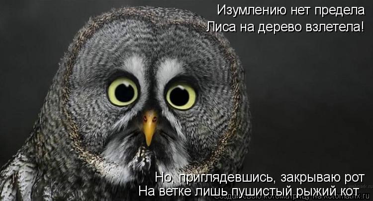 Котоматрица: Изумлению нет предела Лиса на дерево взлетела! Но, приглядевшись, закрываю рот На ветке лишь пушистый рыжий кот
