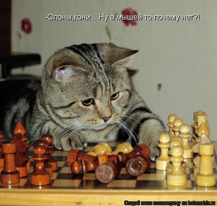 -Слоны,кони... Ну а мышей то почему нет?!... Котоматрица: -Слоны,кони... Ну а мышей то почему нет?!