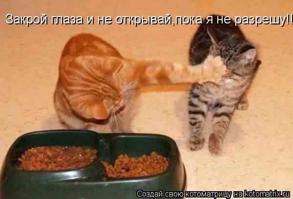 Закрой глаза и не открывай,пока я не разрешу!!... Котоматрица: Закрой глаза и не открывай,пока я не разрешу!!