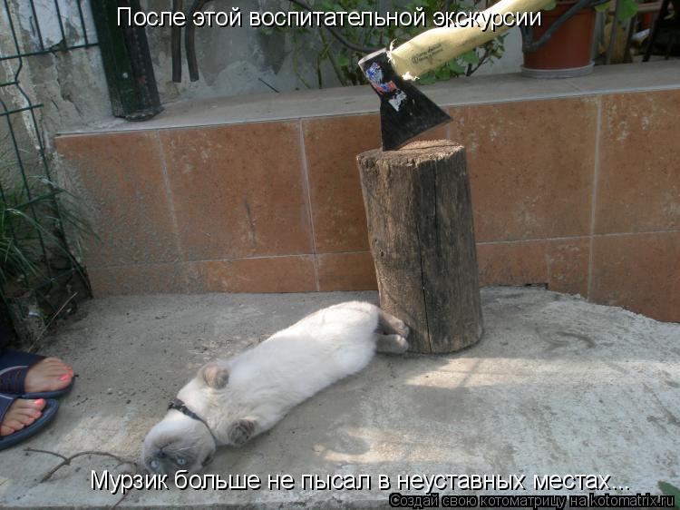 Котоматрица: После этой воспитательной экскурсии Мурзик больше не пысал в неуставных местах...