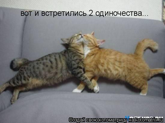 Котоматрица: вот и встретились 2 одиночества...
