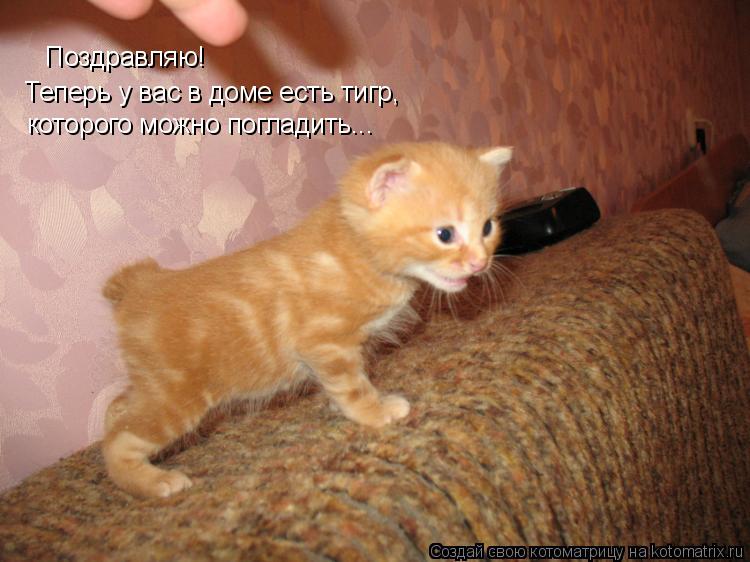 Котоматрица: Поздравляю! Теперь у вас в доме есть тигр, которого можно погладить...