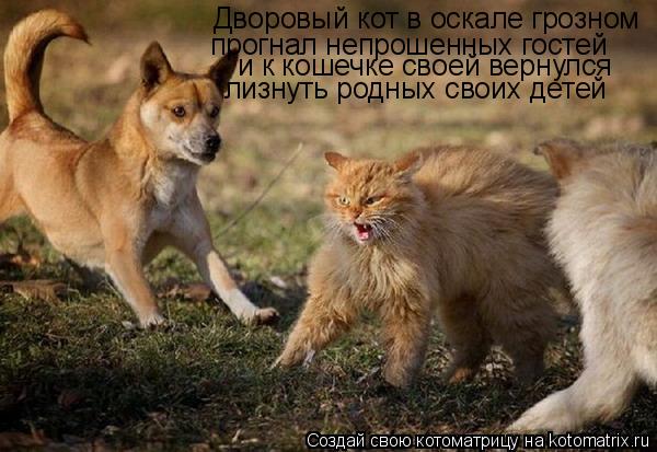 Котоматрица: Дворовый кот в оскале грозном прогнал непрошенных гостей и к кошечке своей вернулся лизнуть родных своих детей