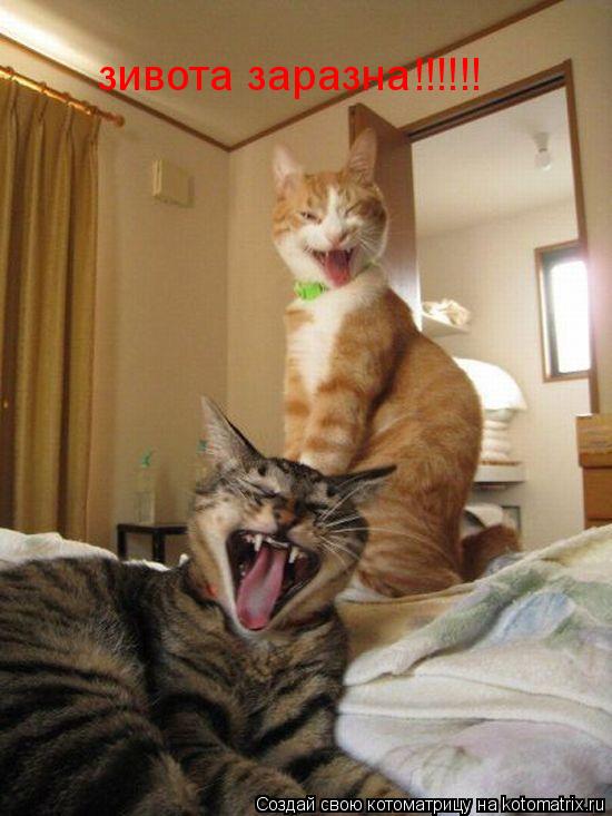 Котоматрица: зивота заразна!!!!!!