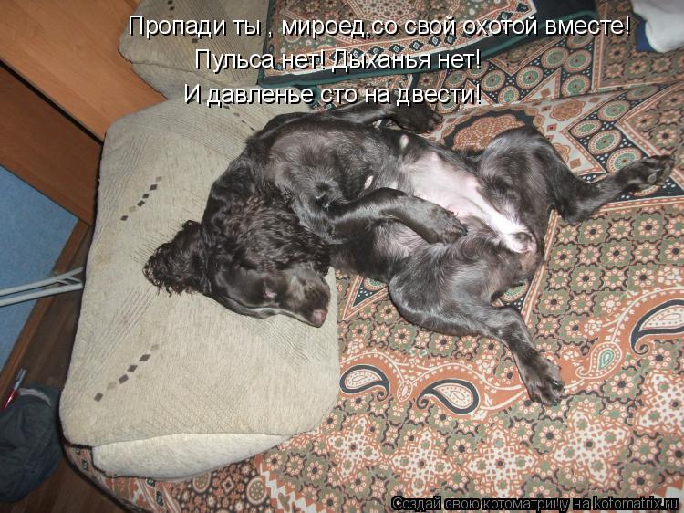 Пропади ты , мироед,со свой охотой вместе! Пульса нет! Дыханья нет! И давленье сто на двести!... Котоматрица: Пропади ты , мироед,со свой охотой вместе! Пульса нет! Дыханья нет! И давленье сто на двести!