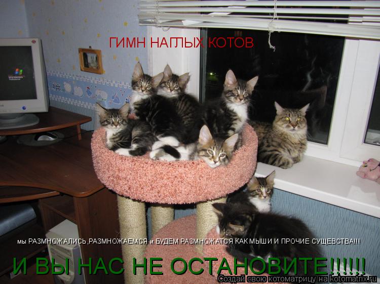 ГИМН НАГЛЫХ КОТОВ И ВЫ НАС НЕ ОСТАНОВИТЕ!!!!!! мы РАЗМНОЖАЛИСЬ,РАЗМНОЖАЕМСЯ и БУДЕМ РАЗМНОЖАТСЯ КАК М... Котоматрица: ГИМН НАГЛЫХ КОТОВ И ВЫ НАС НЕ ОСТАНОВИТЕ!!!!!! мы РАЗМНОЖАЛИСЬ,РАЗМНОЖАЕМСЯ и БУДЕМ РАЗМНОЖАТСЯ КАК МЫШИ И ПРОЧИЕ СУЩЕВСТВА!!!