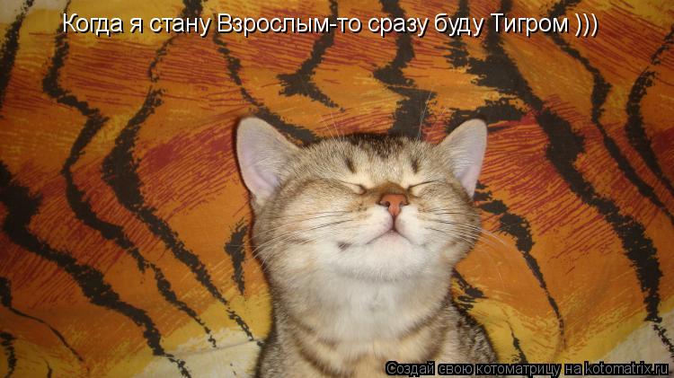 Когда я стану Взрослым-то сразу буду Тигром )))... Котоматрица: Когда я стану Взрослым-то сразу буду Тигром )))