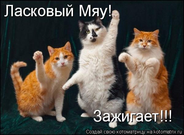 Ласковый Мяу! Зажигает!!!... Котоматрица: Ласковый Мяу! Зажигает!!!