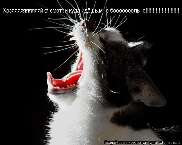 Котоматрица: Хозяяяяяяяяяяйка смотри куда идёшь Хозяяяяяяяяяяйка смотри куда идёшь,мне бооооооольно!!!!!!!!!!!!!!!!!!!!!!!