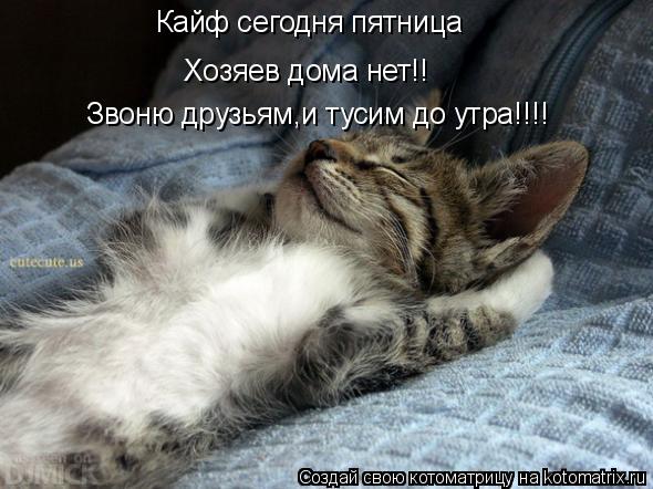 Котоматрица: Кайф сегодня пятница Хозяев дома нет!! Звоню друзьям,и тусим до утра!!!!
