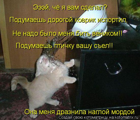Котоматрица: Эээй, чё я вам сделал? Подумаешь дорогой коврик испортил, Не надо было меня бить веником!! Подумаешь птичку вашу съел!! Она меня дразнила нагл