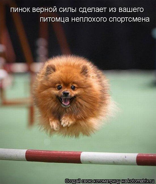 Котоматрица: пинок верной силы сделает из вашего  питомца неплохого спортсмена