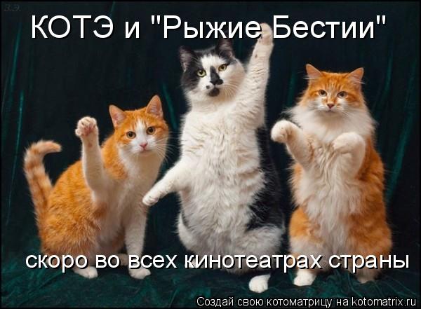 Котоматрица: скоро во всех кинотеатрах страны КОТЭ и "Pыжие Бестии"