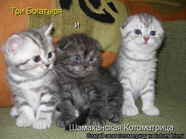 Котоматрица: Три Богатыря и Шамаханская Котоматрица
