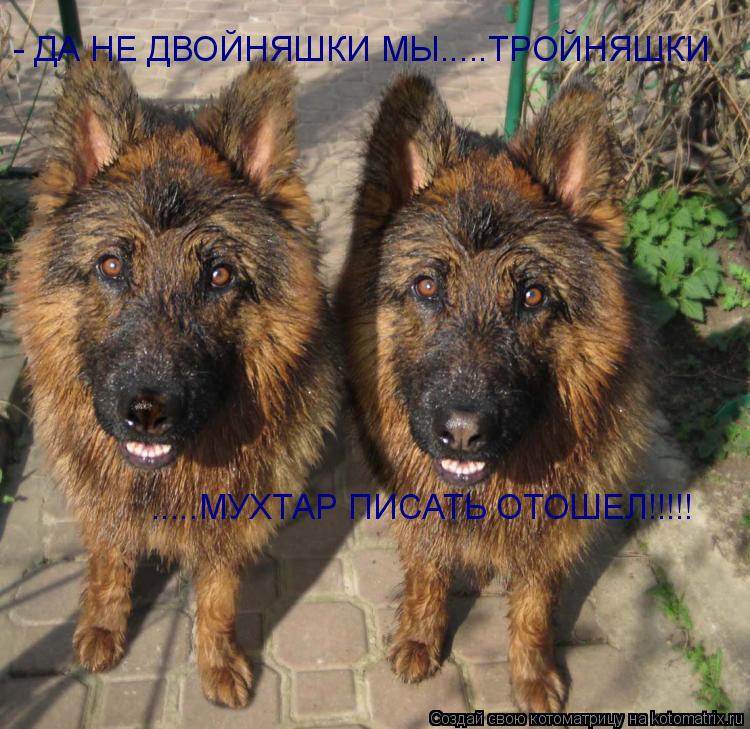 Котоматрица: - ДА НЕ ДВОЙНЯШКИ МЫ.....ТРОЙНЯШКИ .....МУХТАР ПИСАТЬ ОТОШЕЛ!!!!!