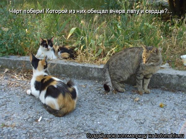 Чёрт побери! Которой из них обещал вчера лапу и сердце?...... Котоматрица: Чёрт побери! Которой из них обещал вчера лапу и сердце?...