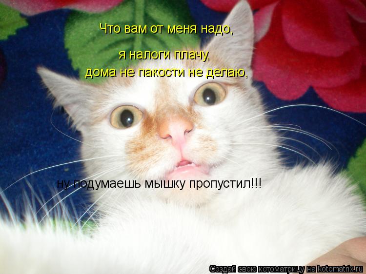 Что вам от меня надо, я налоги плачу, дома не пакости не делаю, ну подумаешь мышку пропустил!!!... Котоматрица: Что вам от меня надо, я налоги плачу, дома не пакости не делаю, ну подумаешь мышку пропустил!!!