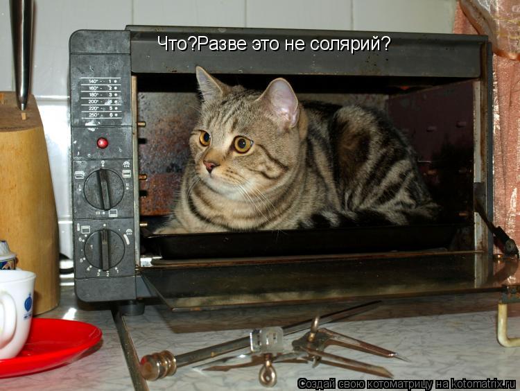 Что?Разве это не солярий?... Котоматрица: Что?Разве это не солярий?