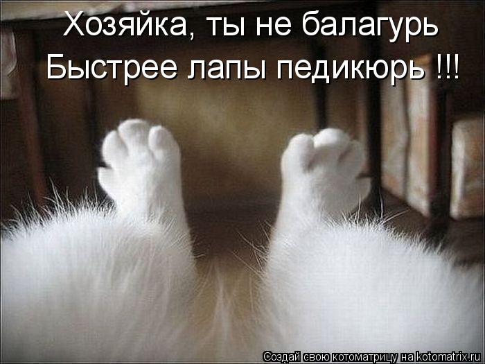Хозяйка, ты не балагурь Быстрее лапы педикюрь !!!... Котоматрица: Хозяйка, ты не балагурь Быстрее лапы педикюрь !!!
