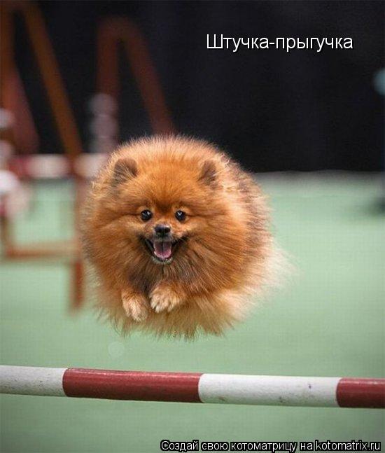 Штучка-прыгучка... Котоматрица: Штучка-прыгучка